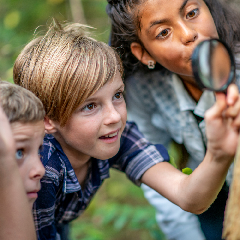 Nature Curiosity